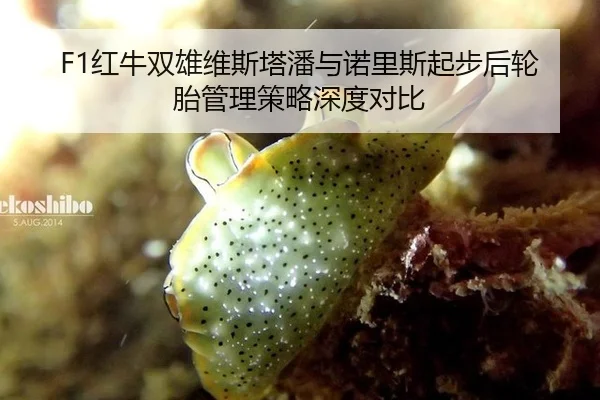 F1红牛双雄维斯塔潘与诺里斯起步后轮胎管理策略深度对比